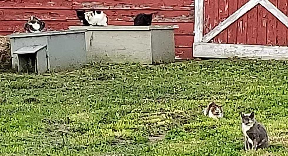the feral cats of RDRS
