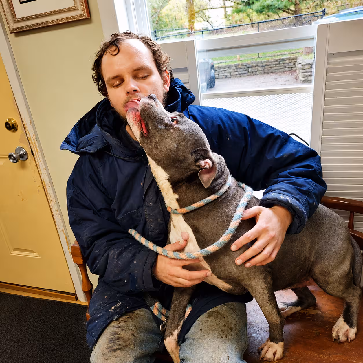 A grey pit bull licking a smiling man's face